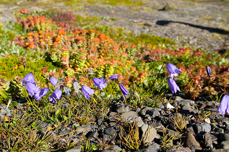 Grasklokjes en Rozenwortel op de toendra in Romerfjord.