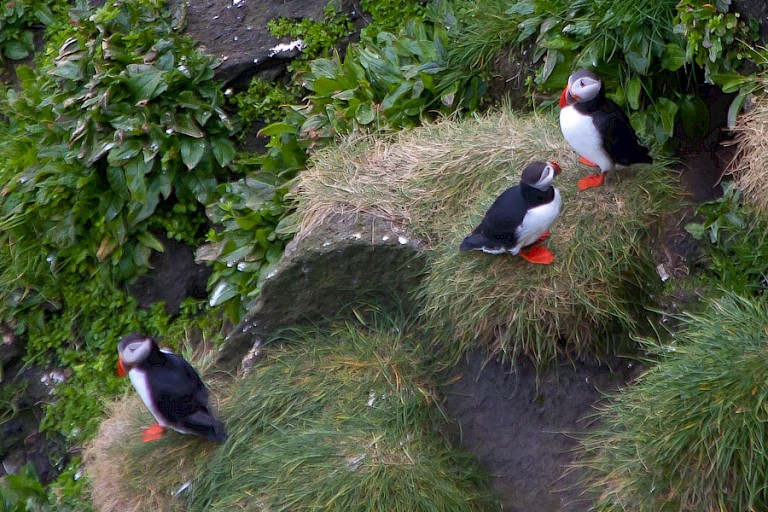 Papegaaiduikers op IJsland.
