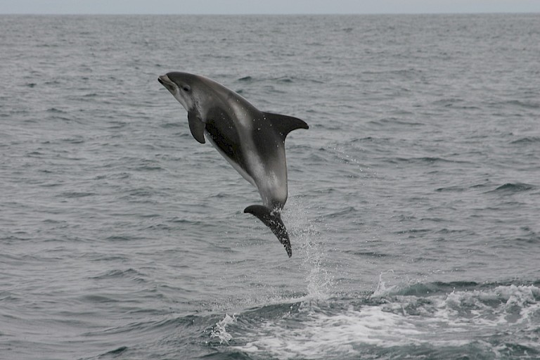 Springende Witsnuitdolfijn, gezien tijdens excursie vanuit Reykjavík.