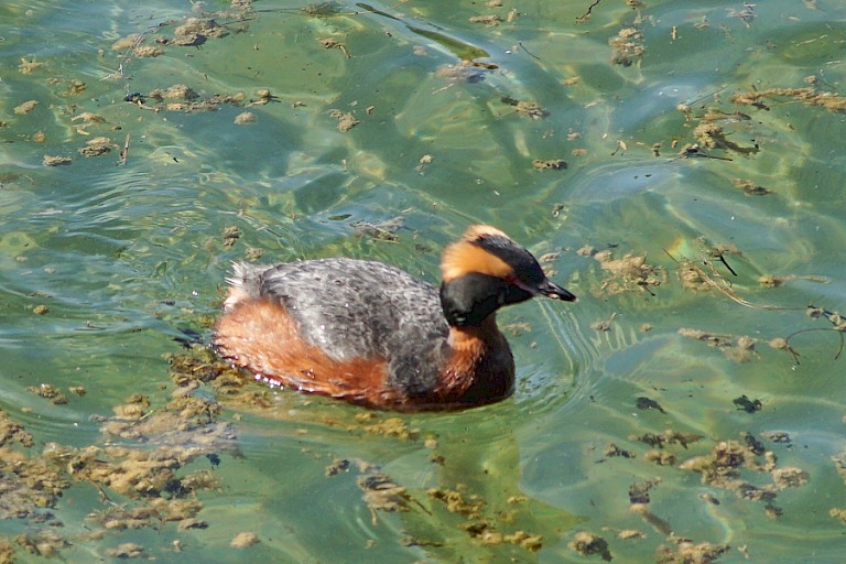 Kuifduiker in Mývatn, IJsland.