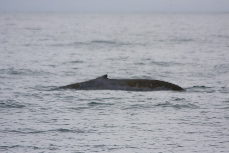 Het kleine rugvinnetje van een Blauwe vinvis.