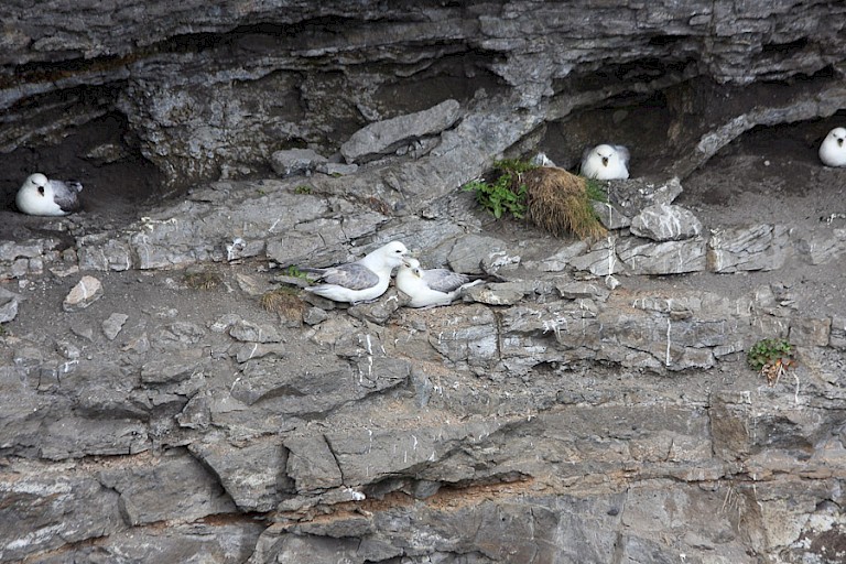 Broedende Noordse stormvogels langs de noordkust van IJsland.