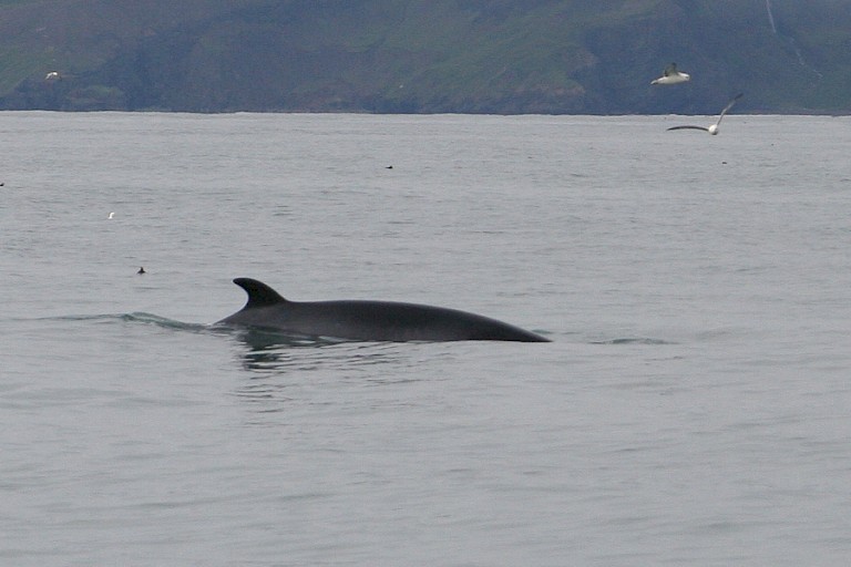 Dwergvinvis bij Húsavík.