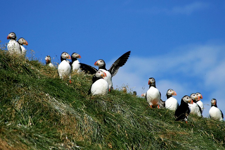 Atlantische papegaaiduikers bij Húsavík.