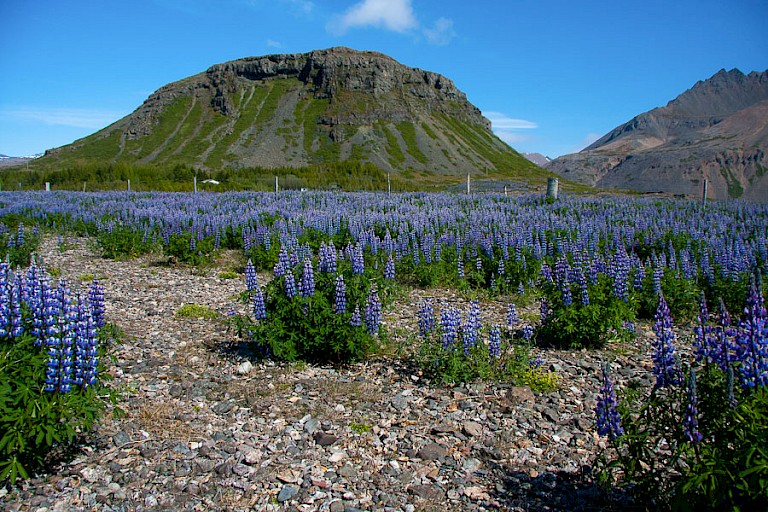 In juni en juli bloeien en geuren de wilde lupinen op IJsland.