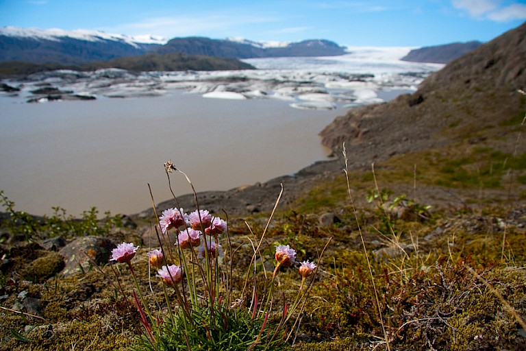 De Hoffellsjökull is een van de vele afvoergletsjers van de Vatnajökull