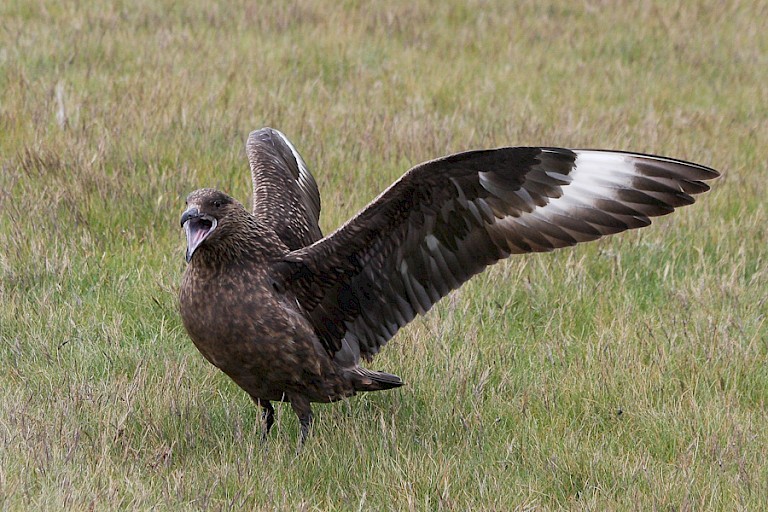 Grote jager op Ingólfshófðí, aan de zuidkust.