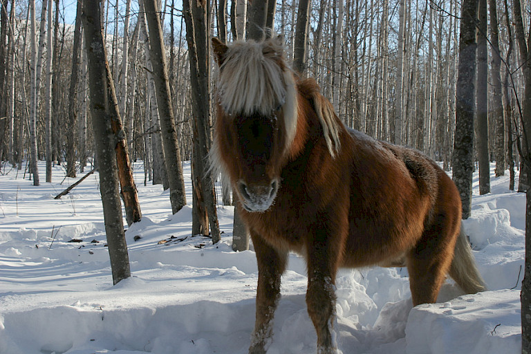 Halfwilde paard in de bossen.