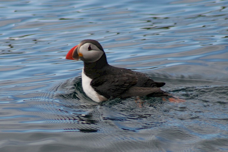 Atlantische papegaaiduiker.
