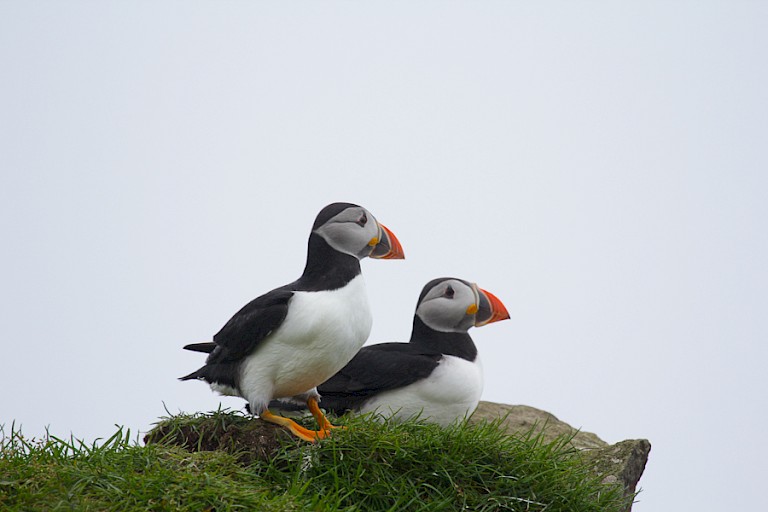 Atlantische papegaaiduikers Færøer.