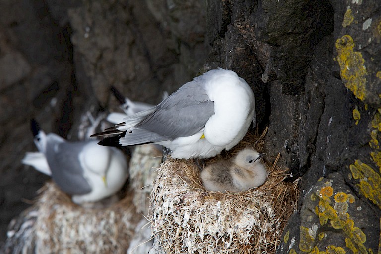 Drieteenmeeuw met kuiken.