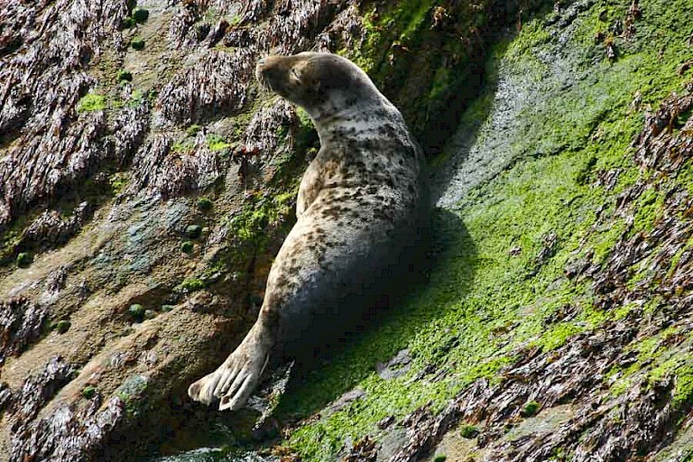 Gewone zeehond op Fair Isle.