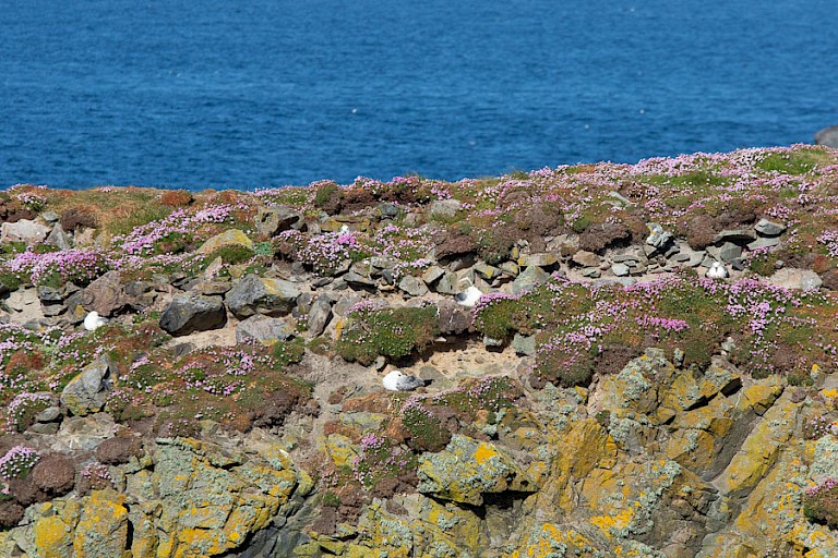 Kolonie Noordse stormvogels op Fair Isle