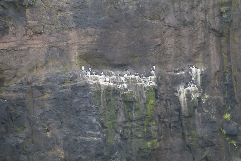 Broedende Zeekoeten op de kliffen van Vestmanna.