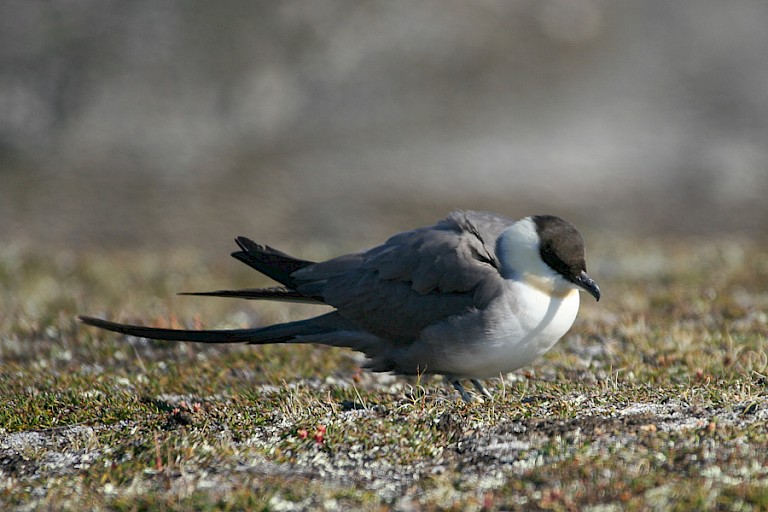 Kleinste jager op de toendra op Blomstrandhalvøya.