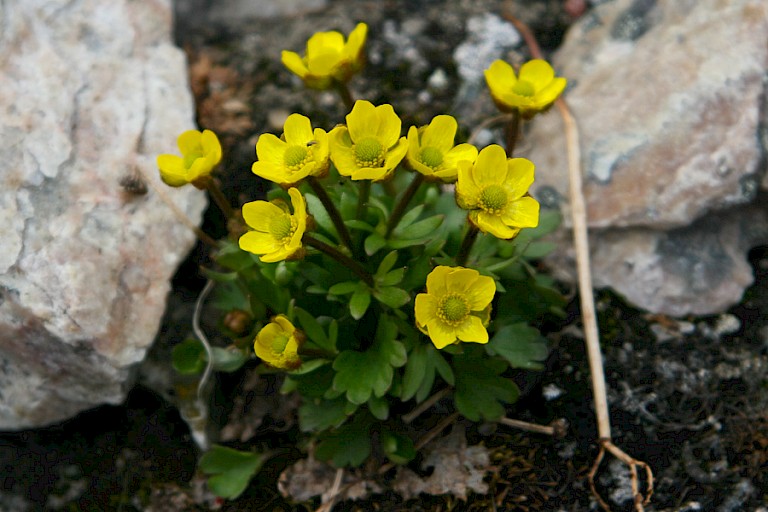 Winterakoniet.