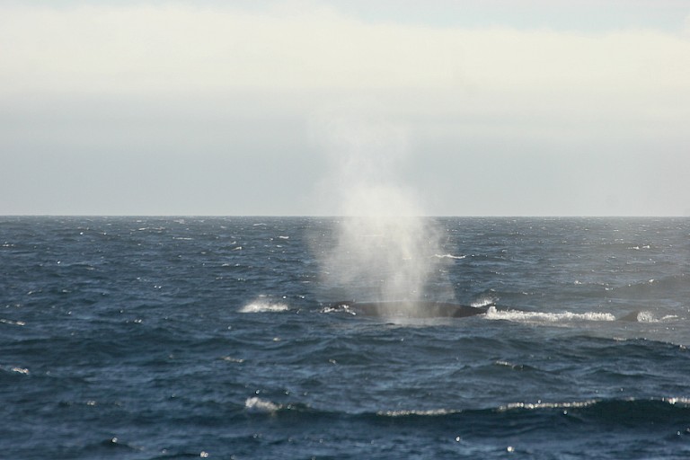 Opduikende Dwergvinvissen bij Noord-Spitsbergen.