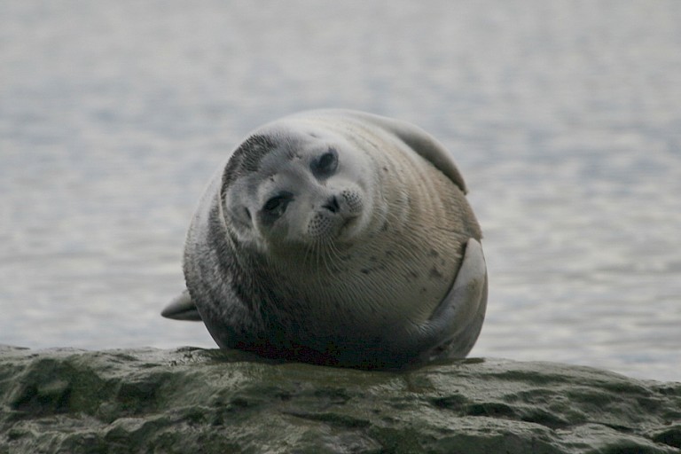 Gewone zeehond in de Forlandsundet, de ondiepe doorvaart tussen Spitsbergen en Prins Karls Forland.