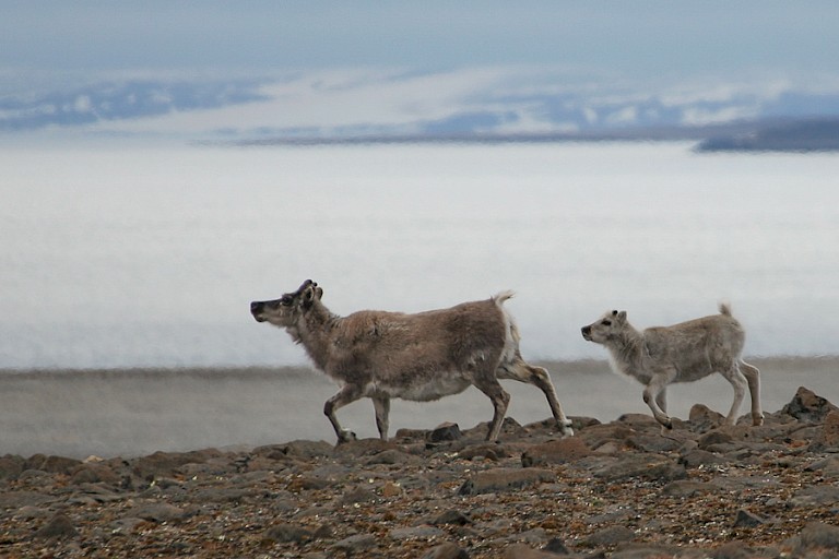 Spitsbergenrendieren op de toendra van Edgeøya.