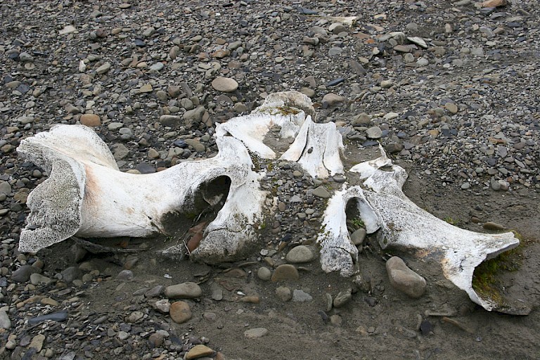 Walvisbotten op Edgeøya.