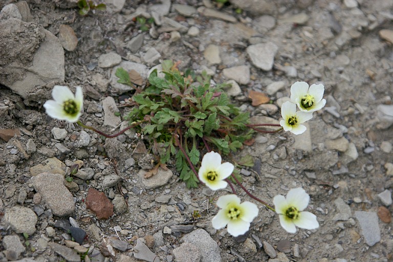 Spitsbergenpapaver op Edgeøya.