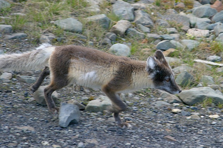 Poolvos in zomerkleed op de toendra van Alkhornet.