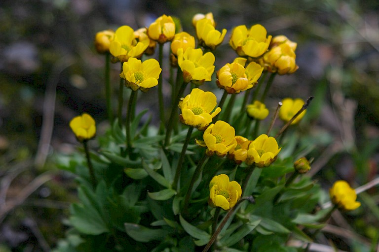 Sneeuwboterbloem, Spitsbergen.
