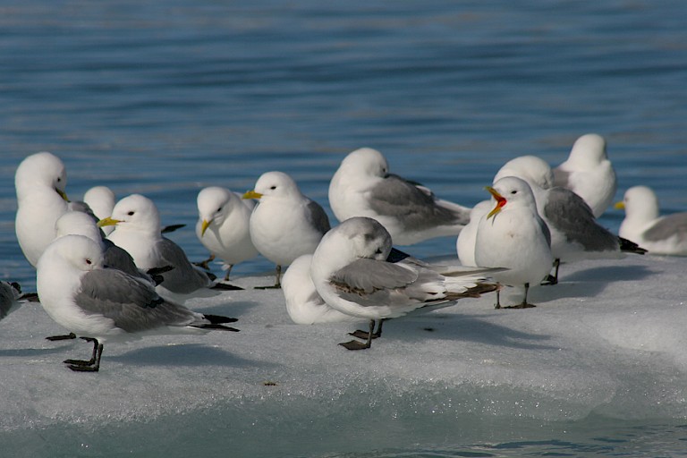 Drieteenmeeuwen op het ijs.