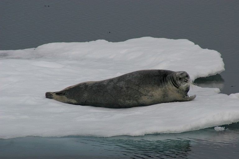Baardrob op een ijsschots, Noord-Spitsbergen.