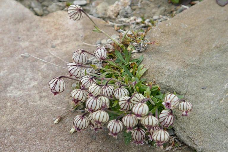 Knikkende silene heeft een zeer opvallende bloeiwijze.