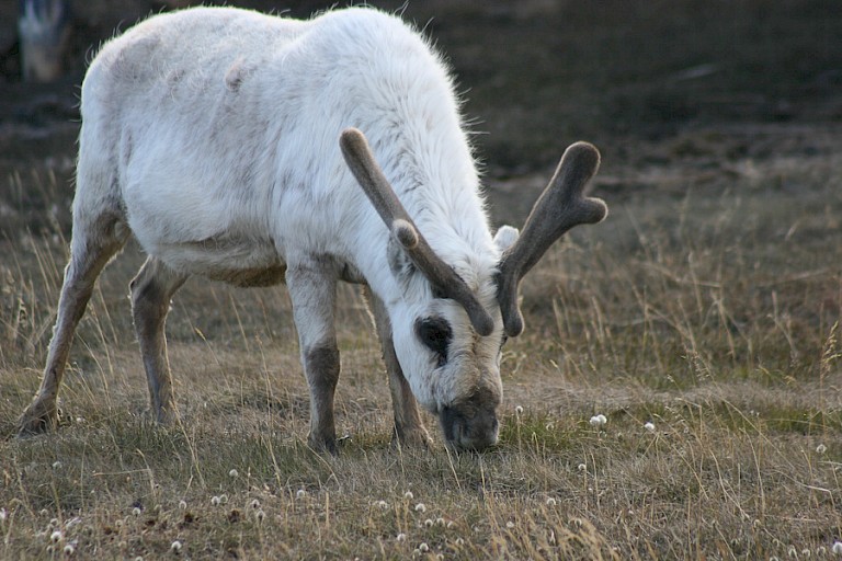 Spitsbergenrendier op de toendra in Longyearbyen, Spitsbergen.