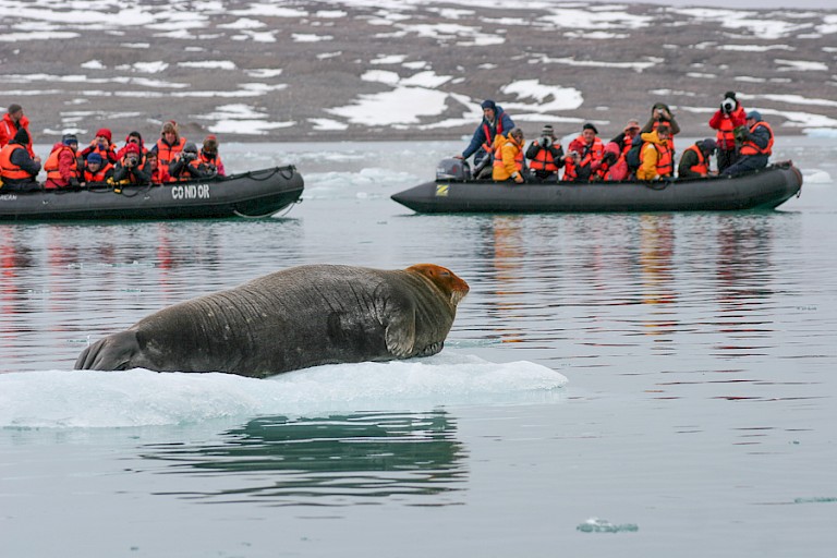 Baardrob op het ijs in de Krossfjord, Spitsbergen.