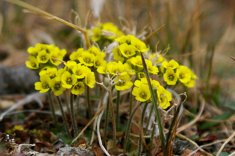Geel hongerbloempje op de toendra, Spitsbergen.