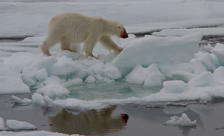 IJsbeer op het pakijs, Spitsbergen.