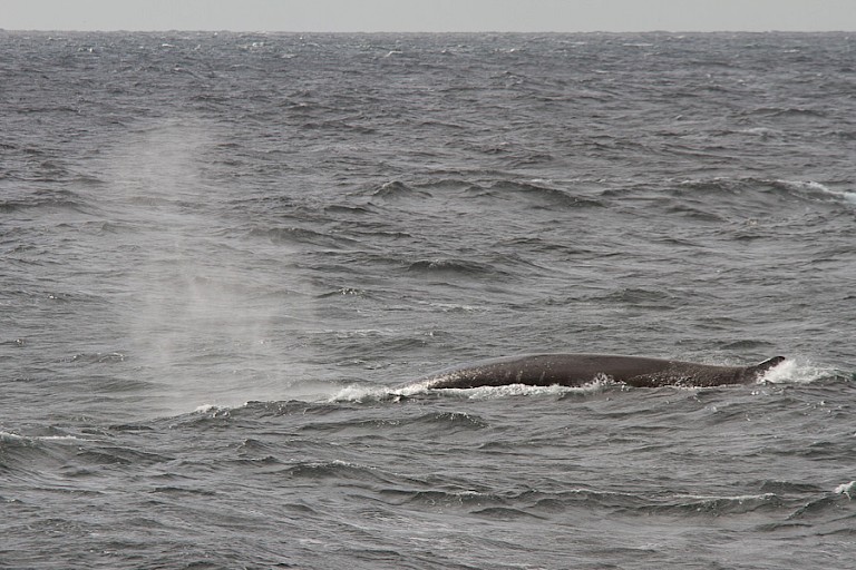 Opduikende Dwergvinvis voor de westkust van Spitsbergen.
