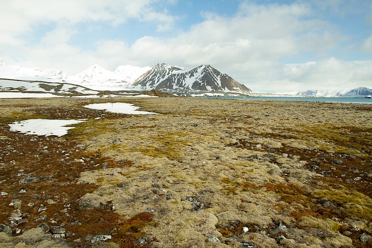 Toendra in de Bellsund, Spitsbergen.