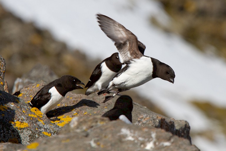 Kleine alken, Hornsund, Spitsbergen
