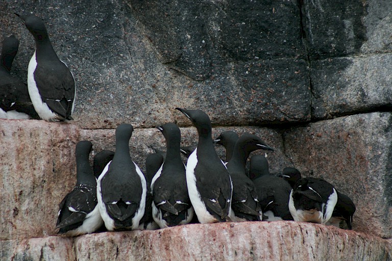 Kortsnavelzeekoeten op Alkefjellet, Spitsbergen.