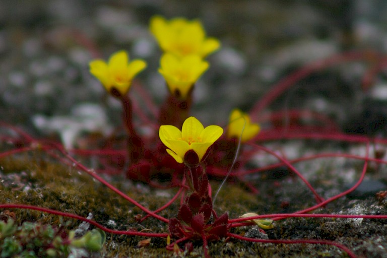 Spinneplant of Spinnesteenbreek.