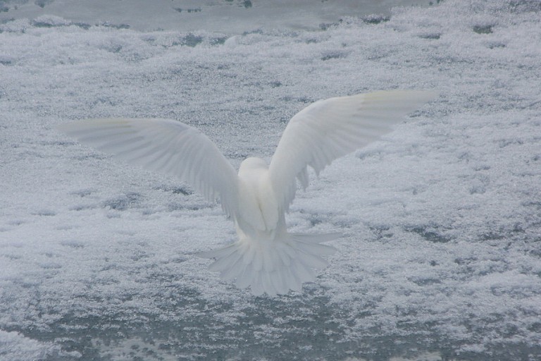 De Ivoormeeuw is bijna niet te zien op het ijs.
