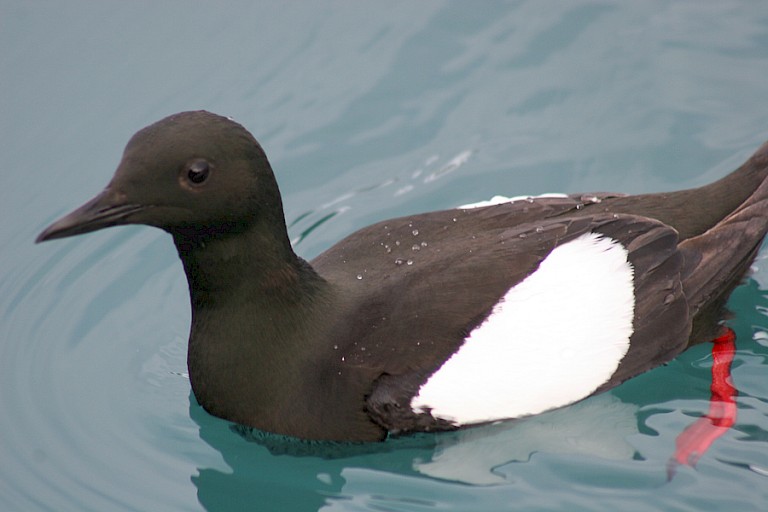 Zwarte zeekoet, zwemmend bij Alkefjellet.