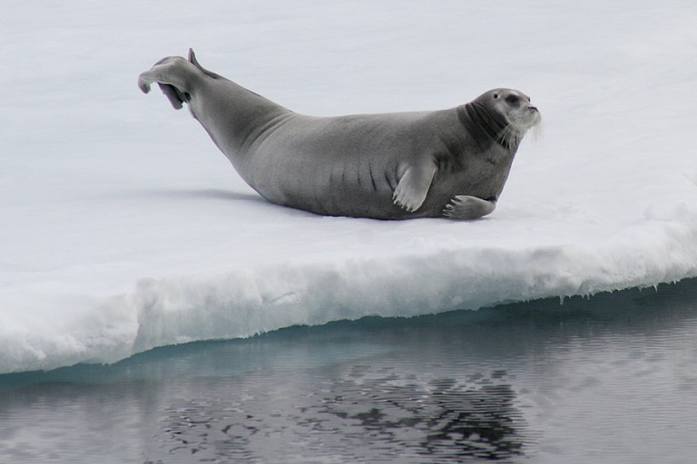 Baardrob op het ijs ten noordoosten van Spitsbergen.