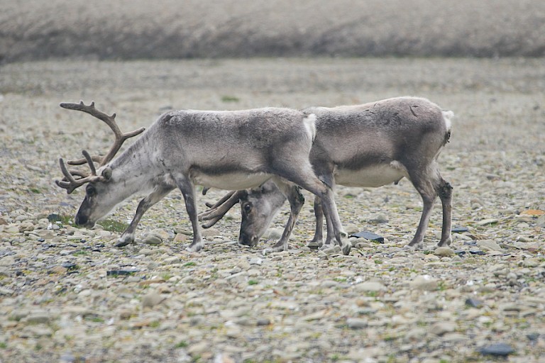 Rendieren op de toendra van Edgeøya.