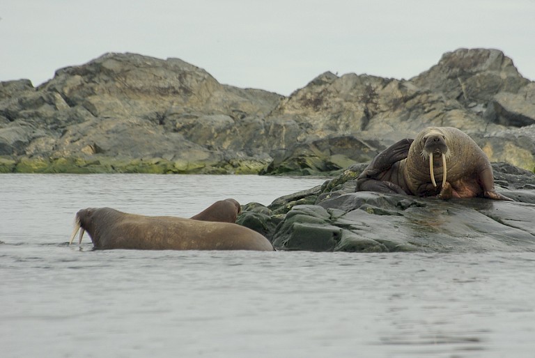 Walrussen.
