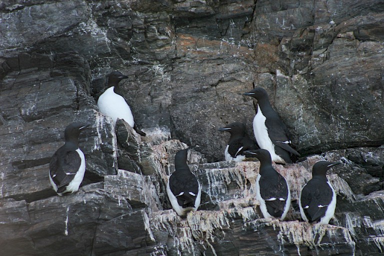 Kortsnavelzeekoeten op Alkefjellet aan de Noordoostkust van Spitsbergen.