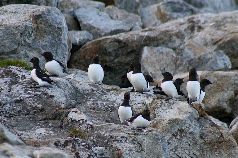 Kleine alken op Fuglesangen, Spitsbergen.