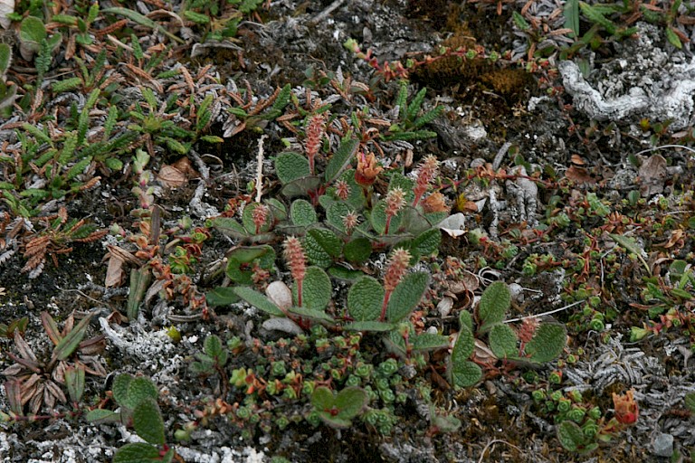 Netbladige wilg, Spitsbergen.