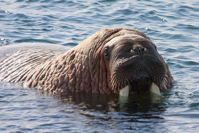Walrus bij Spitsbergen.