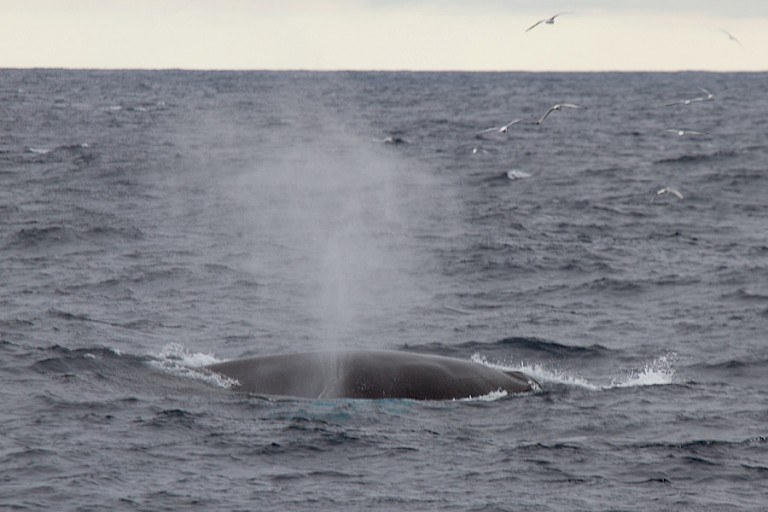 Ook Bultruggen laten zich regelmatig zien.