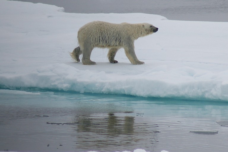 IJsbeer op het pakijs in de Hornsund.